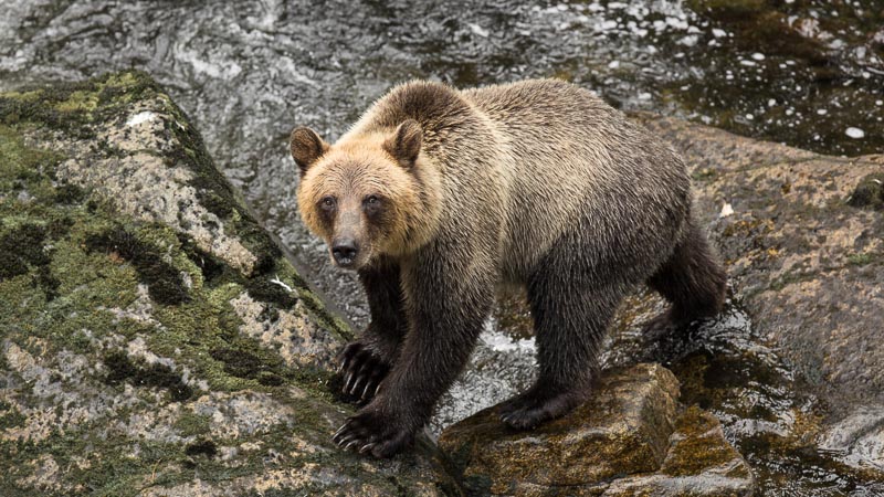 Brown bear at Anan Creek
