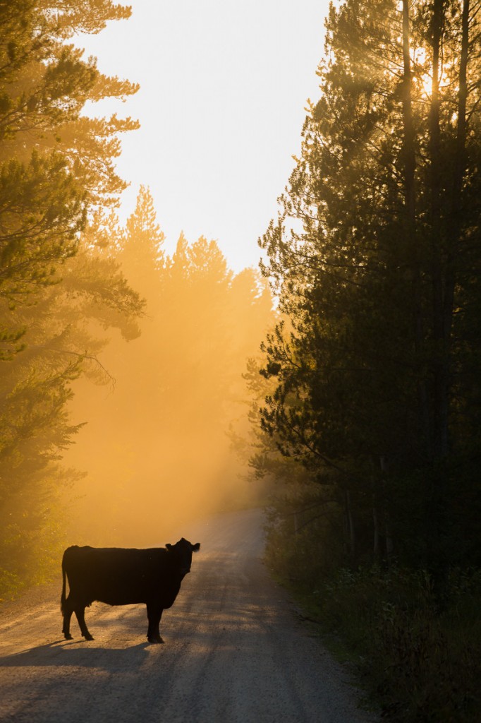 Idaho cow road