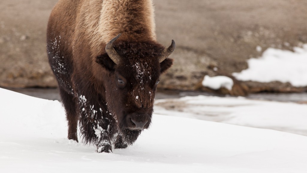 Bison in winter, Yellowstone