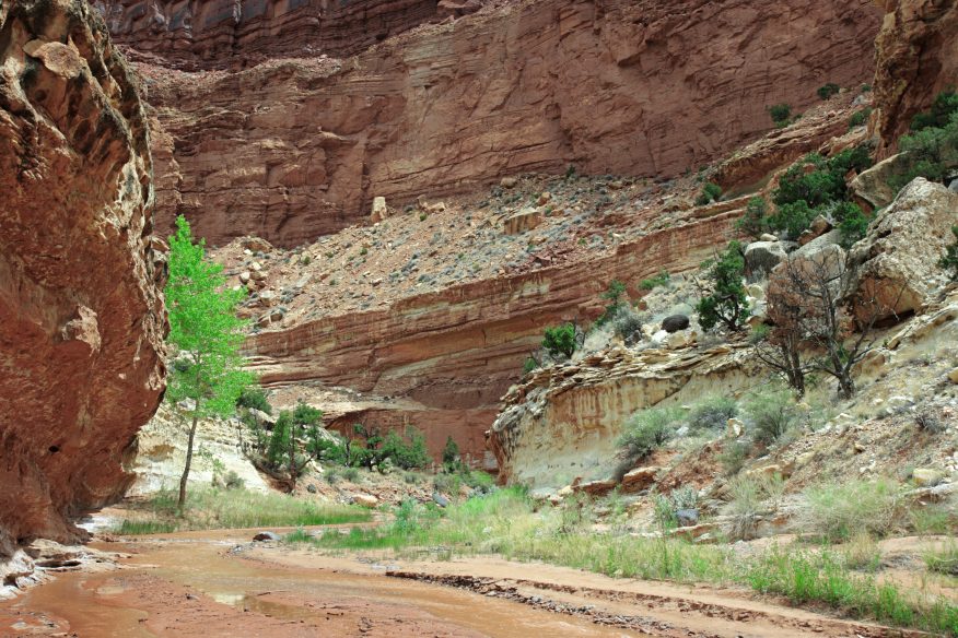 Sulphur Creek goosenecks