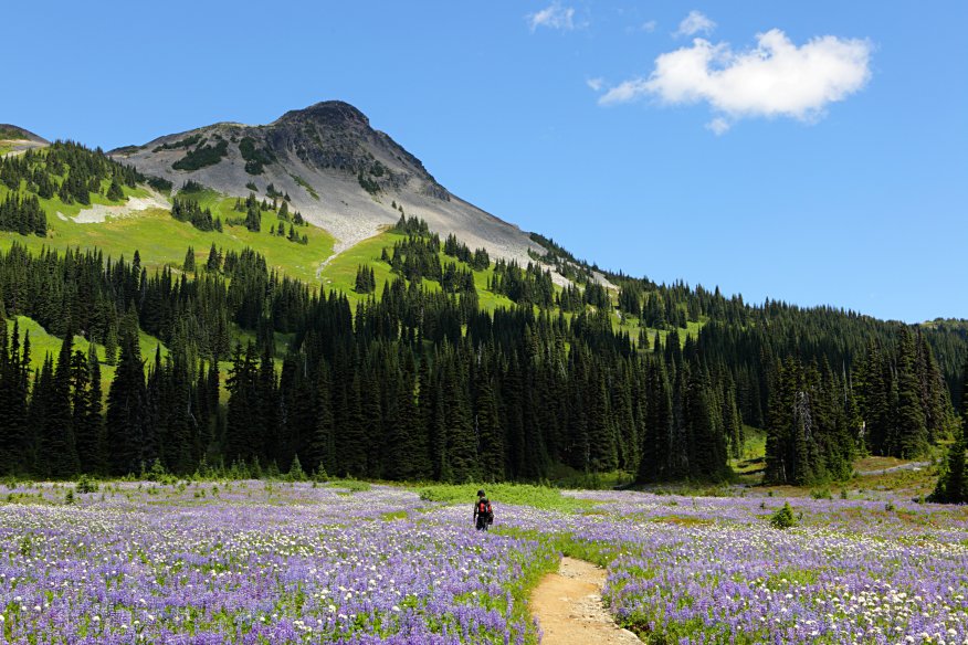 Wildflowers, Panorama Ridge trail