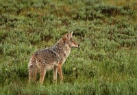 coyote