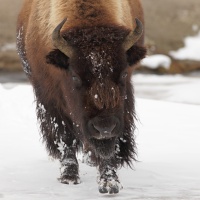 Charging Yellowstone bison
