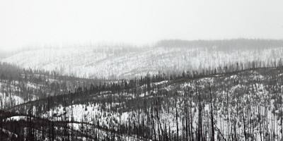 Burnt forest near Old Faithful