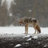 Yellowstone coyote, winter